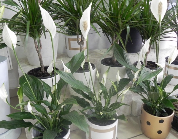 Foto - Yalnızca insanlar değil onlar da etkileniyor! Mevsim geçişlerinde çiçeklere nasıl bakılmalı? 