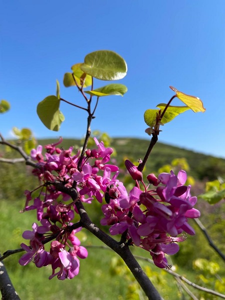 Foto - Yalnızca İstanbul’un sembolü değil! Adeta tam bir şifa deposu