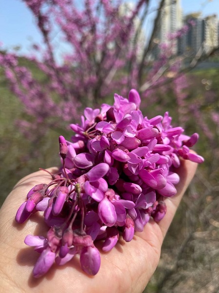 Foto - Yalnızca İstanbul’un sembolü değil! Adeta tam bir şifa deposu