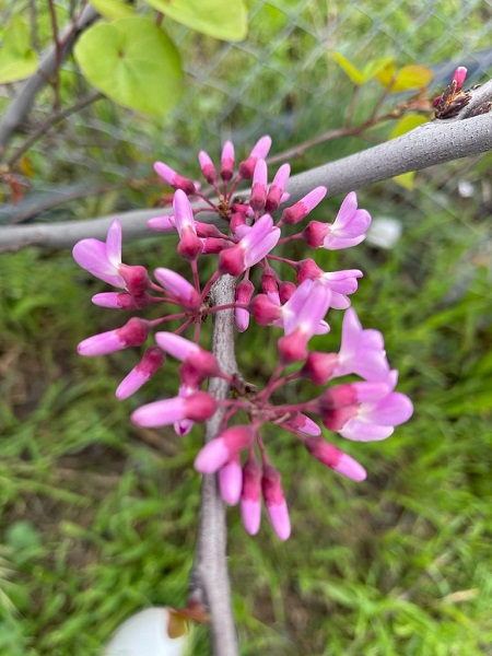 Foto - Yalnızca İstanbul’un sembolü değil! Adeta tam bir şifa deposu