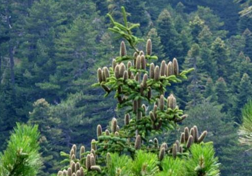 Foto - Yalnızca Türkiye'de yetiştiğini öğrenince şaşıracağınız 14 şahane bitki: Bunu ilk kez duyacaksınız! Gerçek bir özet