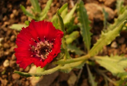 Foto - Yalnızca Türkiye'de yetiştiğini öğrenince şaşıracağınız 14 şahane bitki: Bunu ilk kez duyacaksınız! Gerçek bir özet