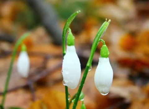 Foto - Yalnızca Türkiye'de yetiştiğini öğrenince şaşıracağınız 14 şahane bitki: Bunu ilk kez duyacaksınız! Gerçek bir özet