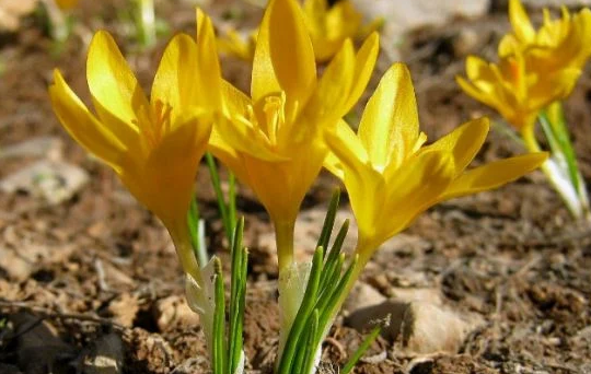 Foto - Yalnızca Türkiye'de yetiştiğini öğrenince şaşıracağınız 14 şahane bitki: Bunu ilk kez duyacaksınız! Gerçek bir özet