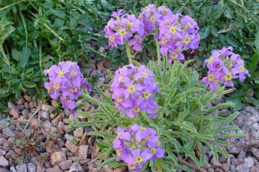 Foto - Yalnızca Türkiye'de yetiştiğini öğrenince şaşıracağınız 14 şahane bitki: Bunu ilk kez duyacaksınız! Gerçek bir özet