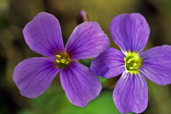 Foto - Yalnızca Türkiye'de yetiştiğini öğrenince şaşıracağınız 14 şahane bitki: Bunu ilk kez duyacaksınız! Gerçek bir özet
