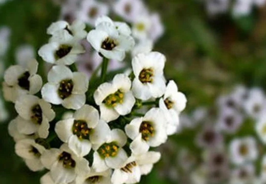 Foto - Yalnızca Türkiye'de yetiştiğini öğrenince şaşıracağınız 14 şahane bitki: Bunu ilk kez duyacaksınız! Gerçek bir özet