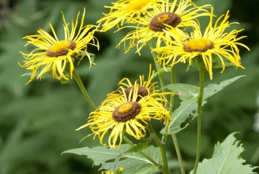 Foto - Yalnızca Türkiye'de yetiştiğini öğrenince şaşıracağınız 14 şahane bitki: Bunu ilk kez duyacaksınız! Gerçek bir özet