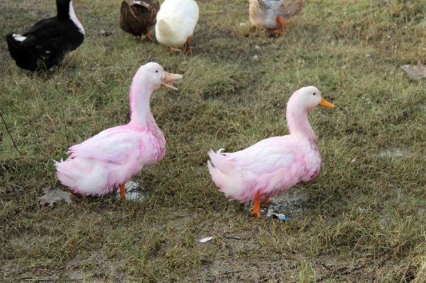 Foto - Yalova’da kırmızı su paniği yaşanıyor