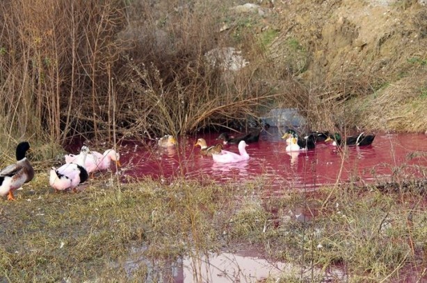 Foto - Yalova’da kırmızı su paniği yaşanıyor
