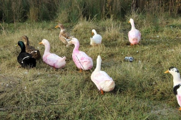 Foto - Yalova’da kırmızı su paniği yaşanıyor