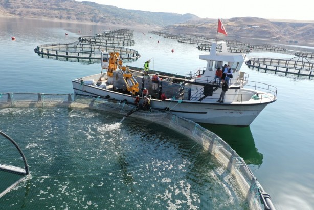 Foto - Yamula Barajı'nda bir ilk yaşandı! Tam 1400 adet yetiştirildi