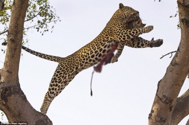 Foto - Yamyam leopar görüntülendi!