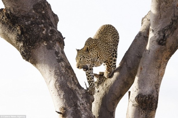 Yamyam leopar görüntülendi!