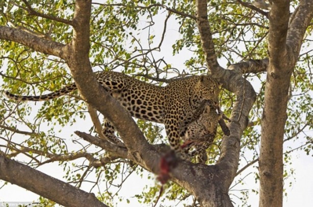 Foto - Yamyam leopar görüntülendi!