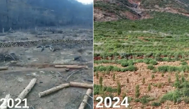 Foto - Yanan ormanlardaki otellere bakın otellere