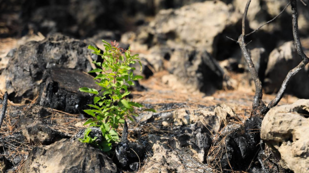 Foto - Yanan ormanlardaki otellere bakın otellere