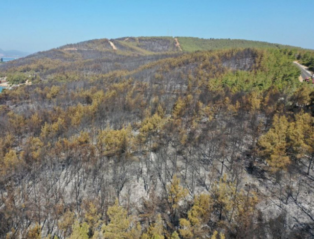 Foto - Yanan ormanlardaki otellere bakın otellere