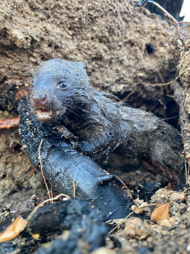 Foto - Yangında mahsur kalan sansar yavrularını orman işçileri kurtardı