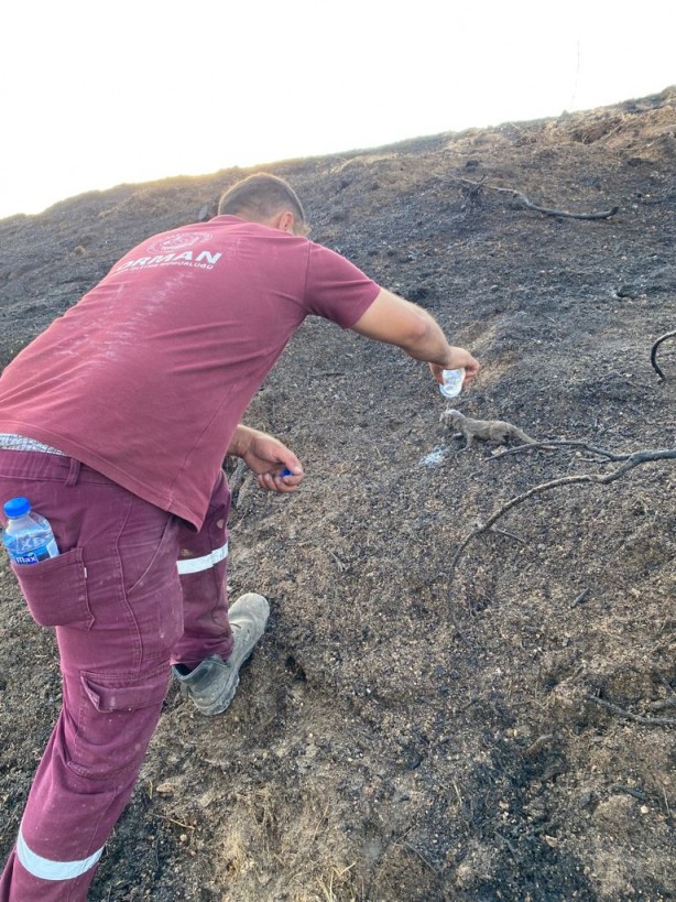 Foto - Yangında mahsur kalan sansar yavrularını orman işçileri kurtardı