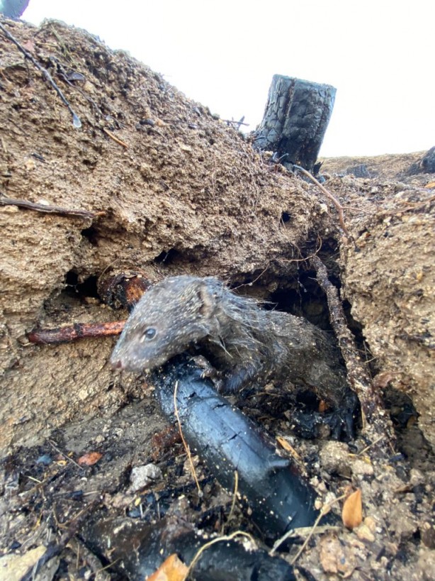 Foto - Yangında mahsur kalan sansar yavrularını orman işçileri kurtardı