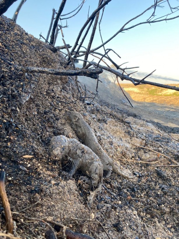 Foto - Yangında mahsur kalan sansar yavrularını orman işçileri kurtardı