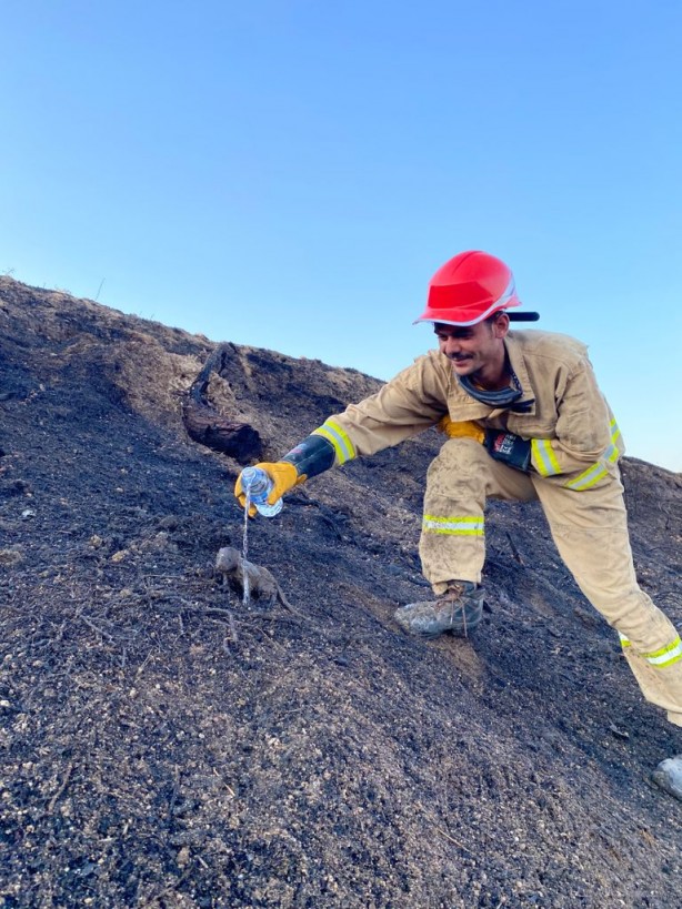 Yangında mahsur kalan sansar yavrularını orman işçileri kurtardı