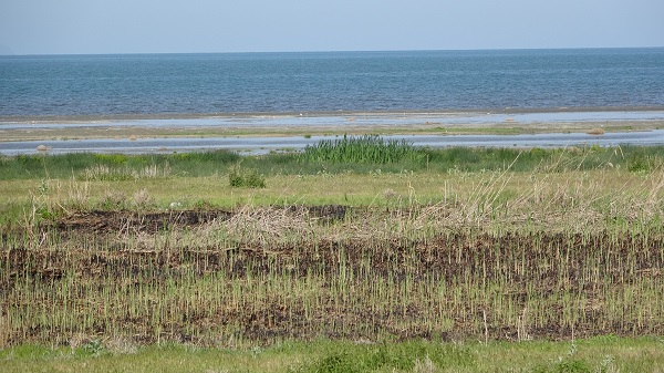 Foto - Yangının izleri silinmeye başladı