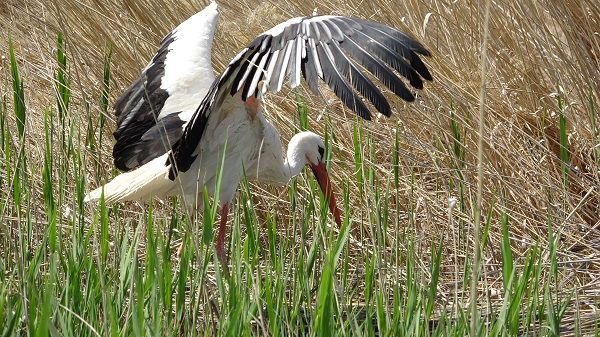 Foto - Yangının izleri silinmeye başladı