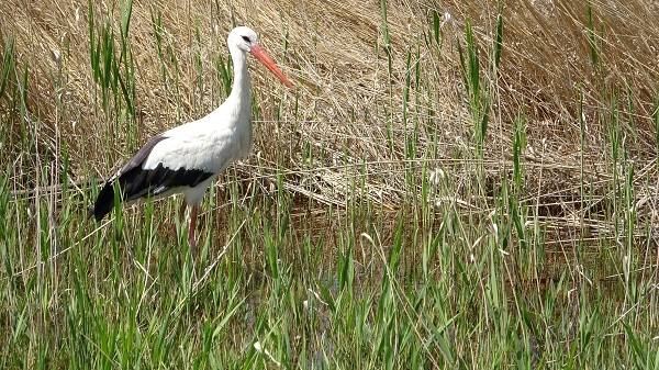 Yangının izleri silinmeye başladı