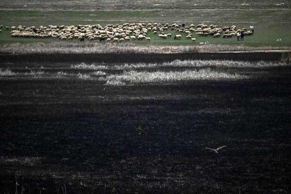 Foto - Yangınlar kuşların yaşam alanlarını daralttı