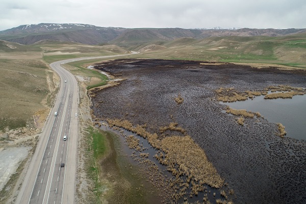 Foto - Yangınlar kuşların yaşam alanlarını daralttı