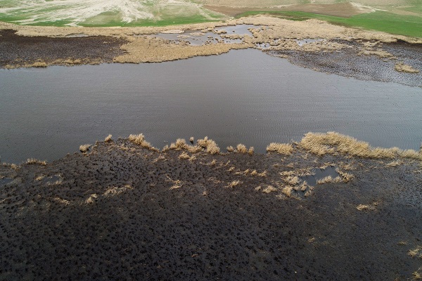 Foto - Yangınlar kuşların yaşam alanlarını daralttı