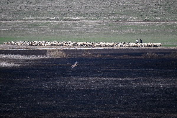 Foto - Yangınlar kuşların yaşam alanlarını daralttı