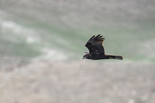 Foto - Yangınlar kuşların yaşam alanlarını daralttı