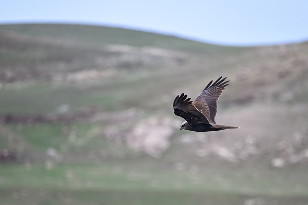 Foto - Yangınlar kuşların yaşam alanlarını daralttı