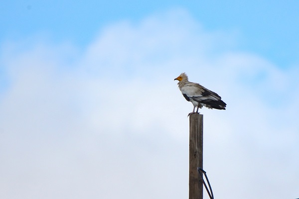 Foto - Yangınlar kuşların yaşam alanlarını daralttı