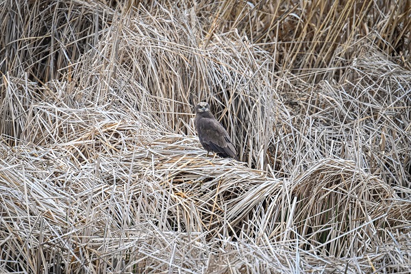 Foto - Yangınlar kuşların yaşam alanlarını daralttı