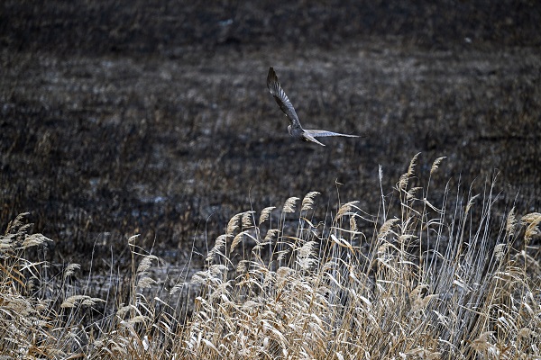 Foto - Yangınlar kuşların yaşam alanlarını daralttı