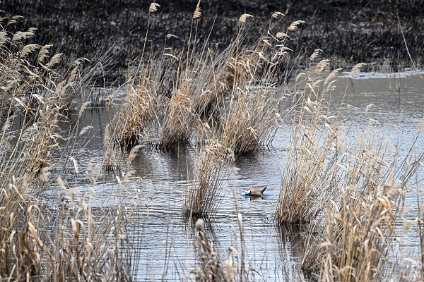 Foto - Yangınlar kuşların yaşam alanlarını daralttı