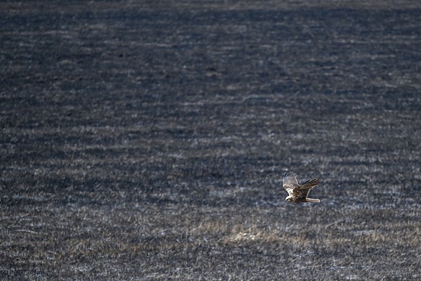 Foto - Yangınlar kuşların yaşam alanlarını daralttı