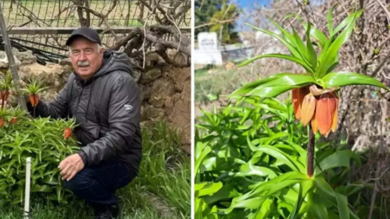 Görürseniz sakın dokunmayın: Koparmanın bedeli 700 bin TL