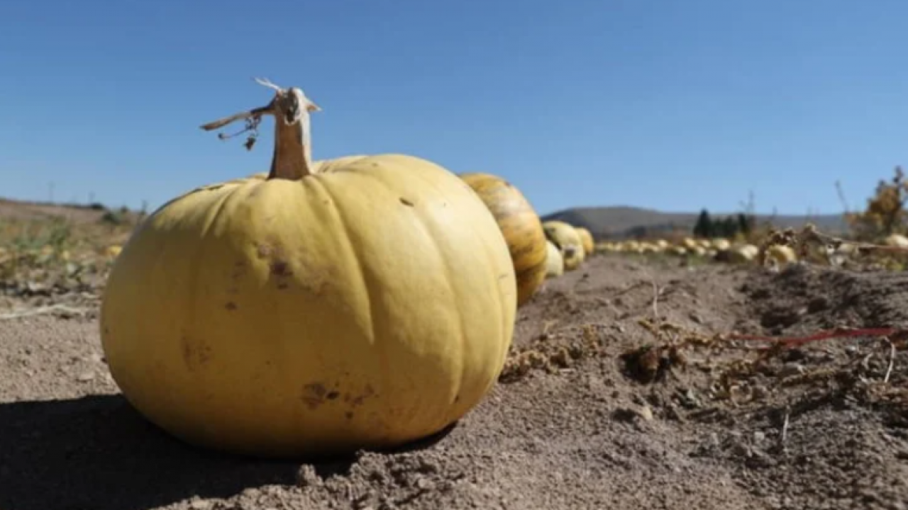 O üründe makas açıldı: Tarlada 10 markette 40 lira!