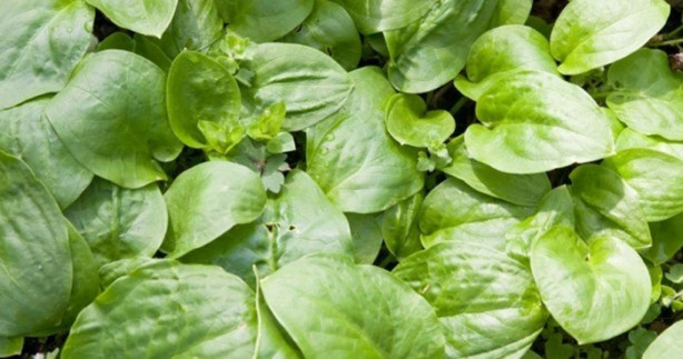 Foto - Yanmış derinize soğan suyu sıkarsanız...