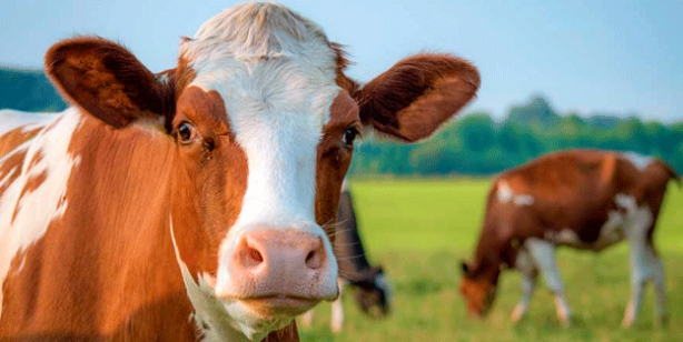 Foto - Yapay zeka ile hayvanların ne demek istedikleri anlaşılabilecek