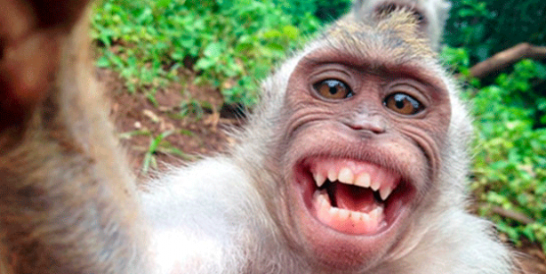 Foto - Yapay zeka ile hayvanların ne demek istedikleri anlaşılabilecek