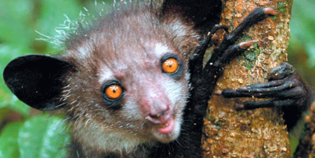 Foto - Yapay zeka ile hayvanların ne demek istedikleri anlaşılabilecek