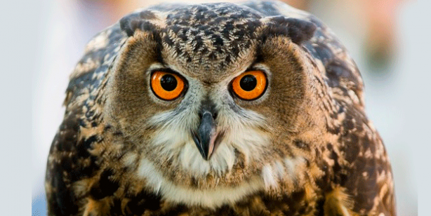 Foto - Yapay zeka ile hayvanların ne demek istedikleri anlaşılabilecek