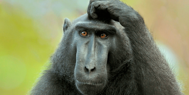 Yapay zeka ile hayvanların ne demek istedikleri anlaşılabilecek