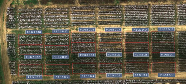 Foto - Yapay zeka ile pamuk verimini artıracak buluşa patent